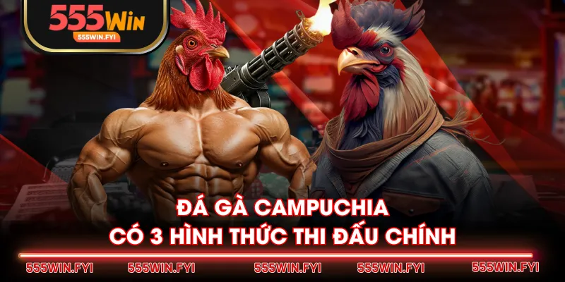 Đá gà Campuchia có 3 hình thức thi đấu chính